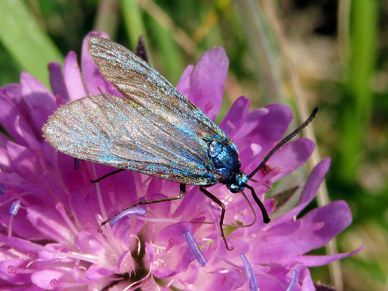 Zygaenidae da identificare - Adscita o Jordanita sp.